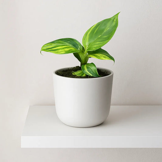 10 - 15cm Variegated Musa Aurea 10.5cm Pot House Plant