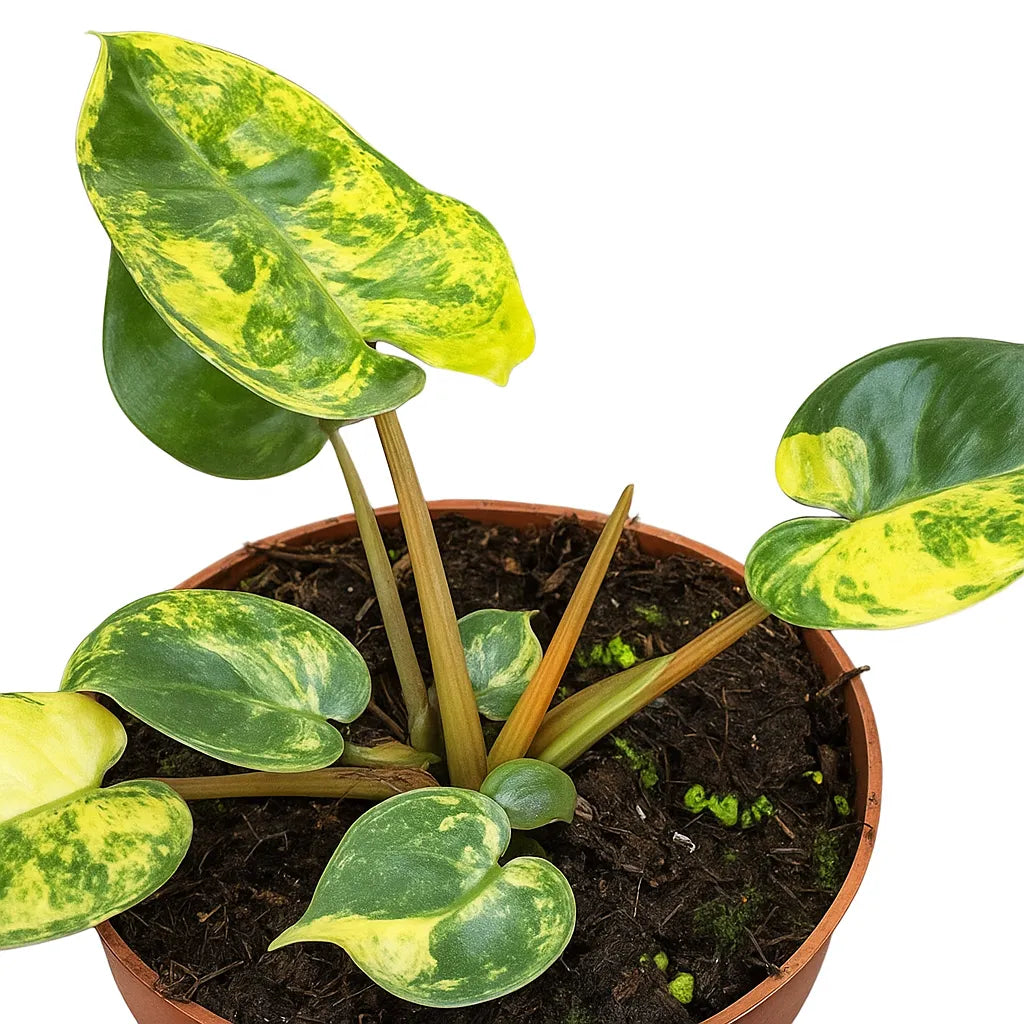 10 - 15cm Variegated Philodendron Billietiae Variegata House Plant 10.5cm Pot