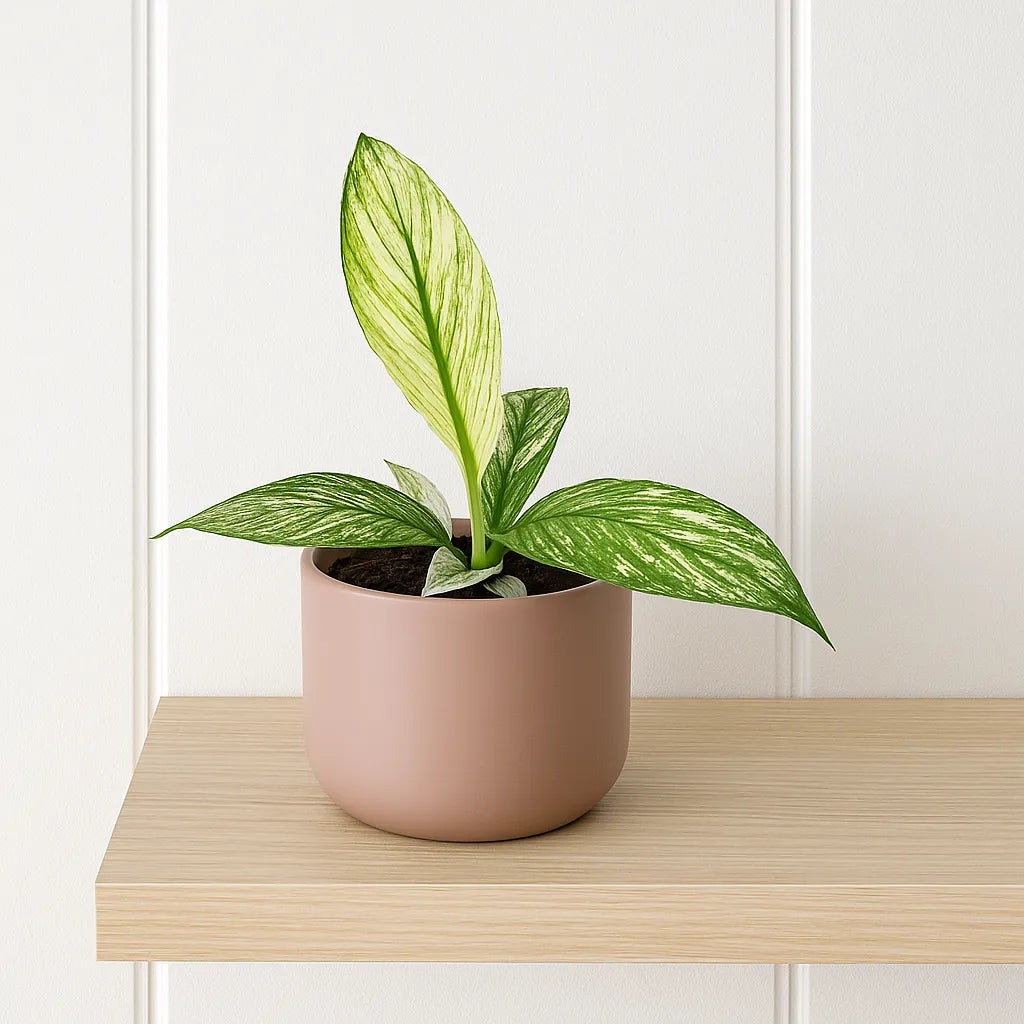 10 - 15cm Variegated Spathiphyllum Sensation Peace Lily Variegata 10.5cm Pot House Plant