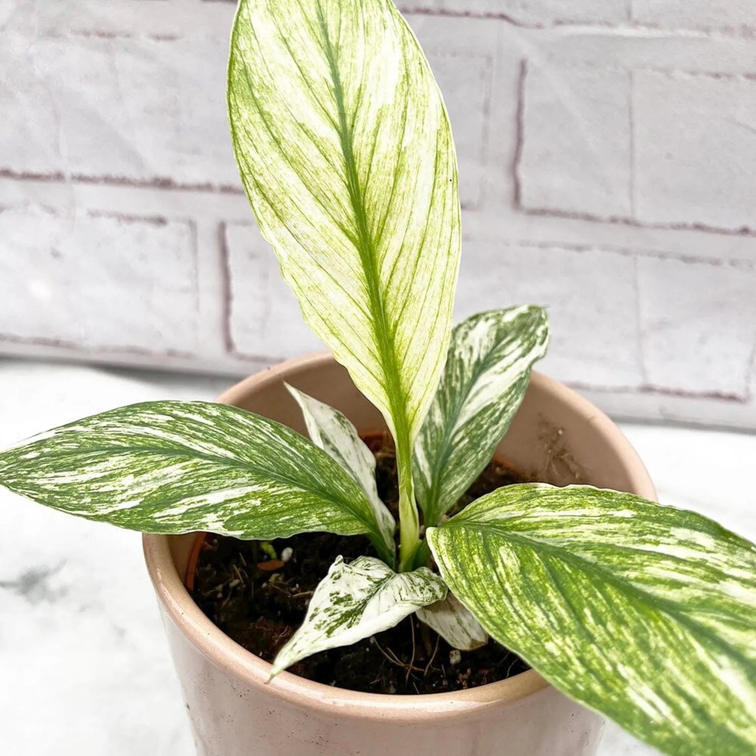 10 - 15cm Variegated Spathiphyllum Sensation Peace Lily Variegata 10.5cm Pot House Plant