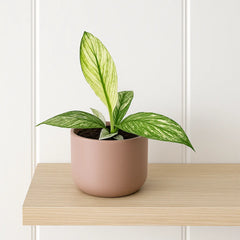 10 - 15cm Variegated Spathiphyllum Sensation Peace Lily Variegata 10.5cm Pot House Plant