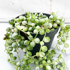 10 - 15cm Variegated String of Pearls Senecio Rowleyanus 12cm Pot House Plant