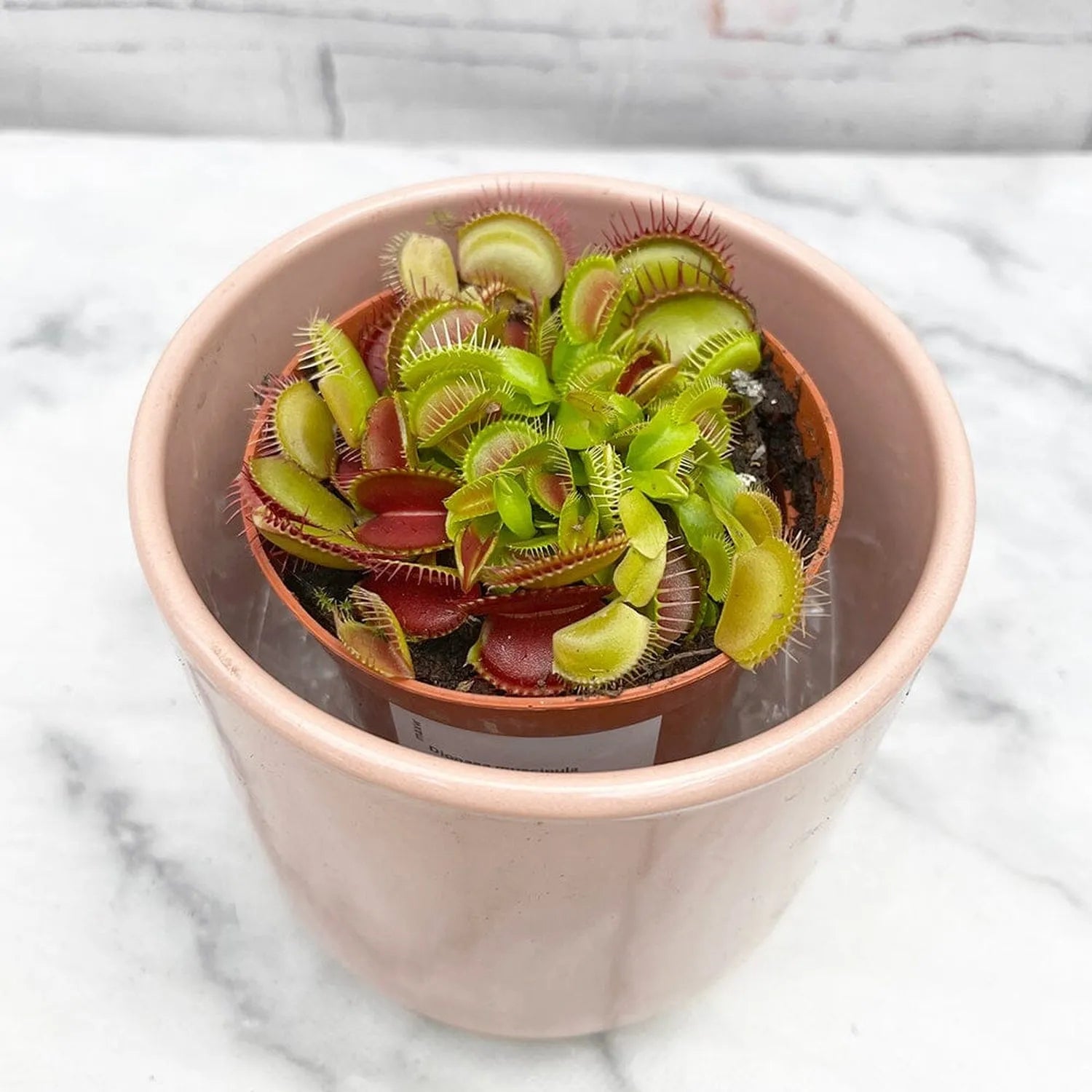 10 - 15cm Venus Fly Trap Dionaea Muscipula 9cm Pot