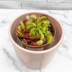10 - 15cm Venus Fly Trap Dionaea Muscipula 9cm Pot