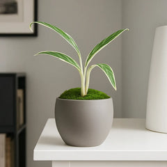 10 - 20cm Aglaonema Bamboo 10.5cm Pot House Plant