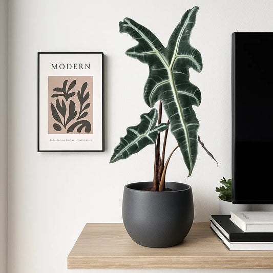 10 - 20cm Alocasia Nobilis House Plant 10.5 cm Pot