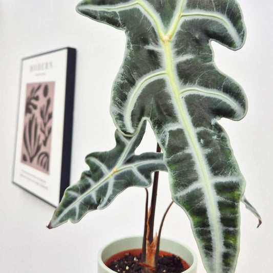 10 - 20cm Alocasia Nobilis House Plant 10.5 cm Pot