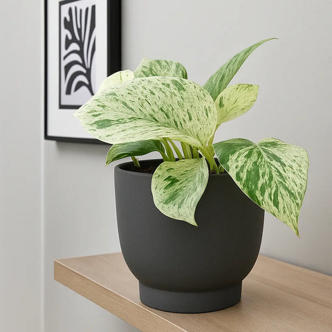 leopard goddess pothos 10