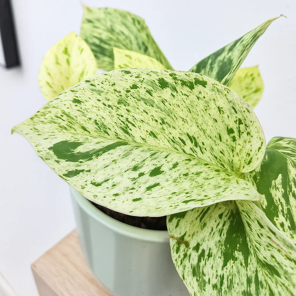 10 - 20cm Epipremnum Snow Leopard Pothos 12cm Pot House Plant