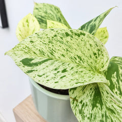 leopard goddess pothos 10