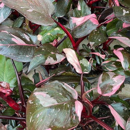 10 - 20cm Highly Variegated Pink Princess House Plant 7cm Pot