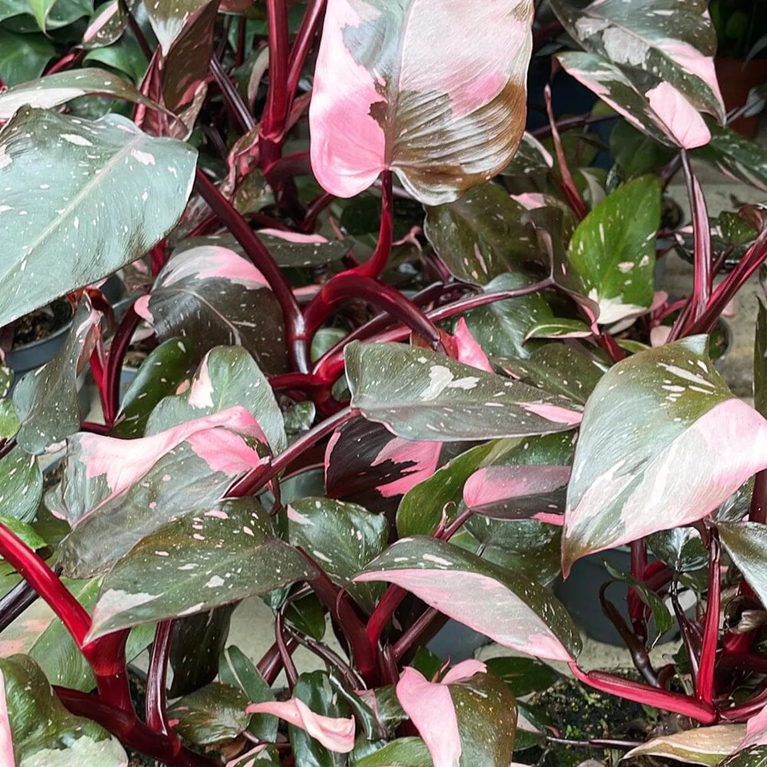 10 - 20cm Highly Variegated Pink Princess House Plant 7cm Pot