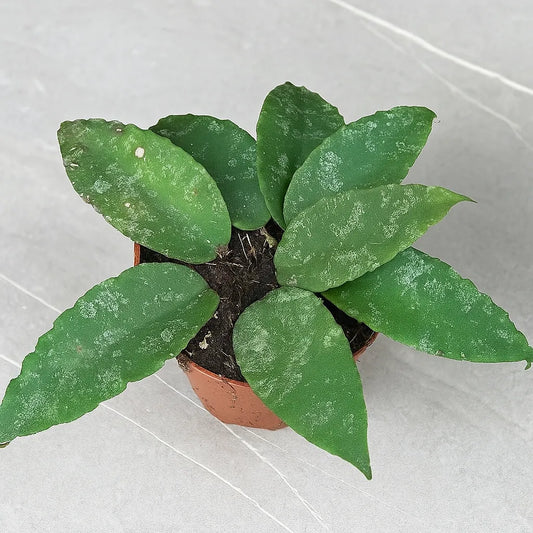 10 - 20cm Hoya Caudata 10.5cm Pot House Plant