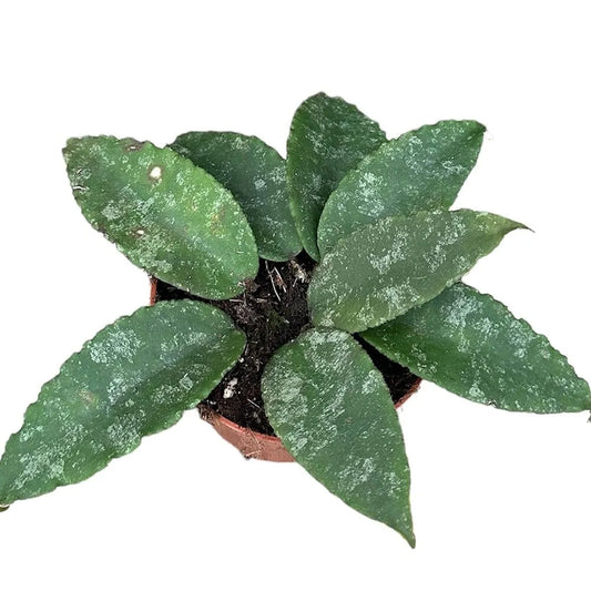 10 - 20cm Hoya Caudata 10.5cm Pot House Plant