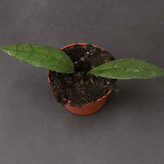 10 - 20cm Hoya Clemensiorum Sumatra 10.5cm Pot House Plant