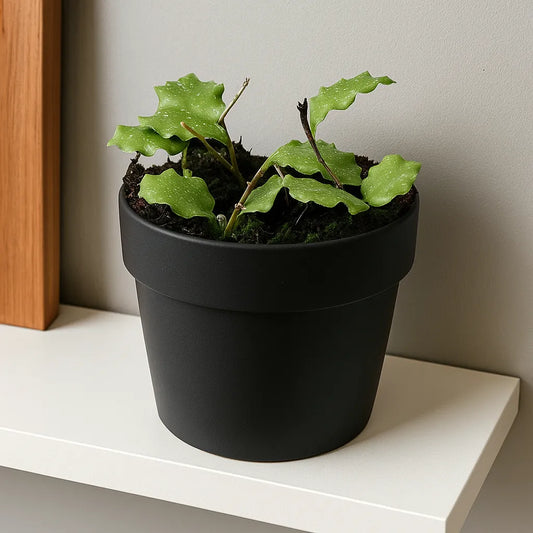 10 - 20cm Hoya Endauensis 10.5cm Pot House Plant