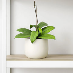 10 - 20cm Hoya Erythrina 10.5cm Pot House Plant