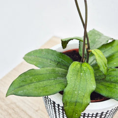 10 - 20cm Hoya Erythrina 10.5cm Pot House Plant