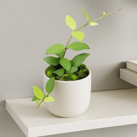 10 - 20cm Hoya Nummularioides 10.5cm Pot House Plant