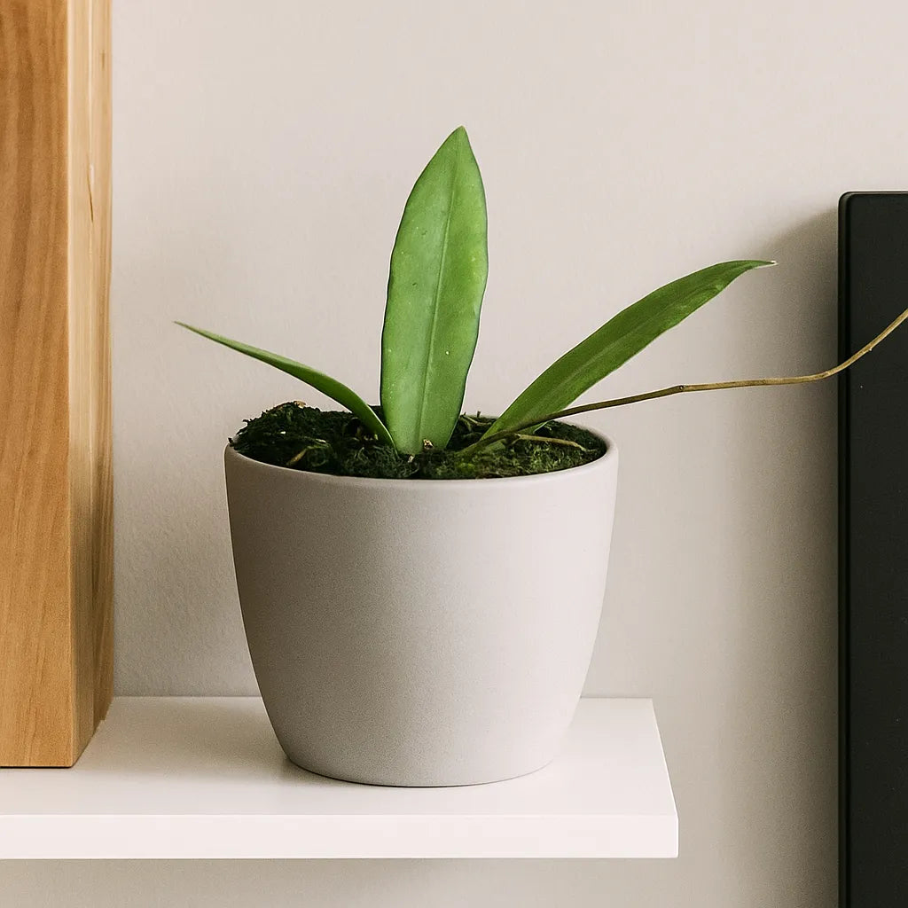 10 - 20cm Hoya Scortechinii 10.5cm Pot House Plant