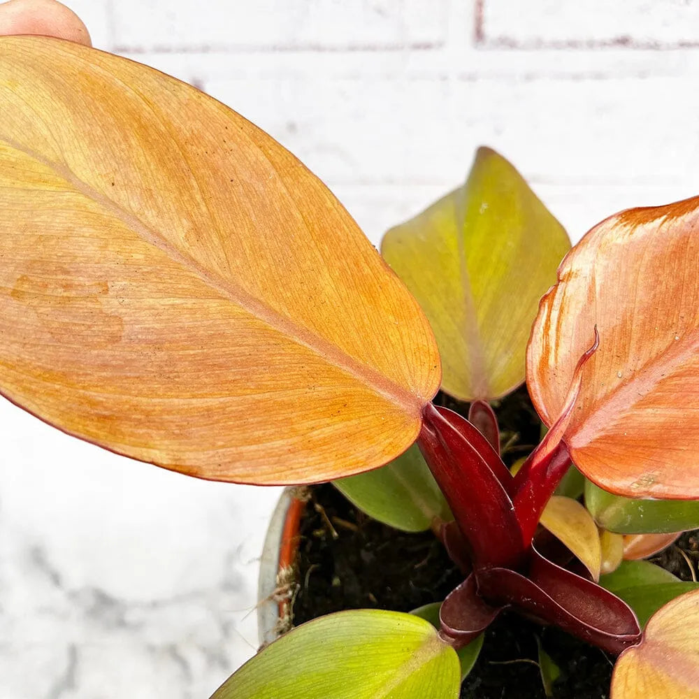 10 - 20cm Philodendron Mc Colley's Finale 12cm Pot House Plant