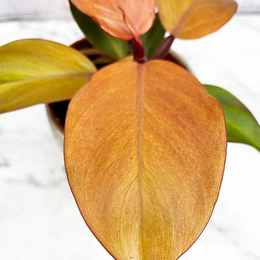 10 - 20cm Philodendron Mc Colley's Finale 12cm Pot House Plant