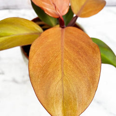 10 - 20cm Philodendron Mc Colley's Finale 12cm Pot House Plant