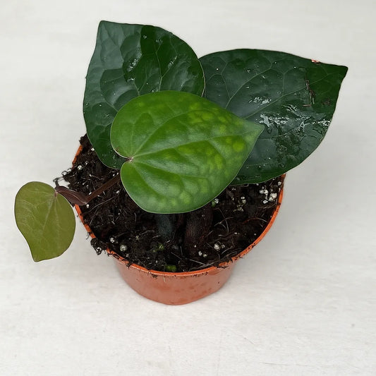 10 - 20cm Piper Indonesia Green House Plant 10,5 cm Pot