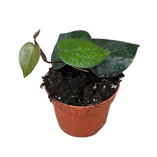 10 - 20cm Piper Indonesia Green House Plant 10,5 cm Pot