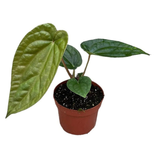 10 cm Anthurium Magnificum X Luxurians House Plant 10,5 cm Pot