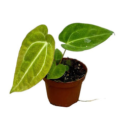 10 cm Anthurium Magnificum x Crystalinum House Plant 9 cm Pot