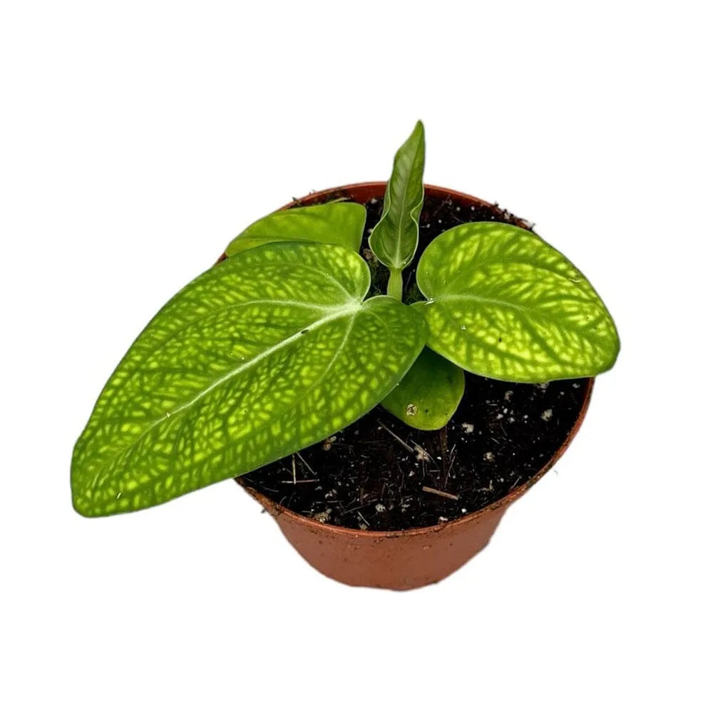 10 cm Anthurium Villenaorum x House Plant 9 cm Pot