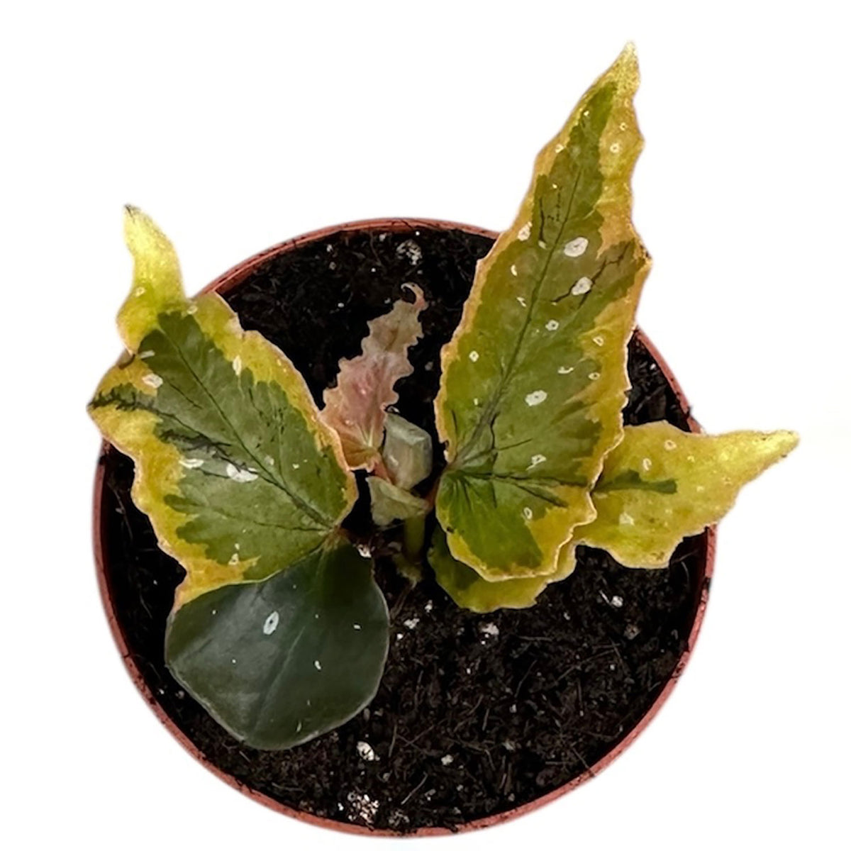 Begonia Dainty Spray Sport Variegation 8cm Pot House Plant