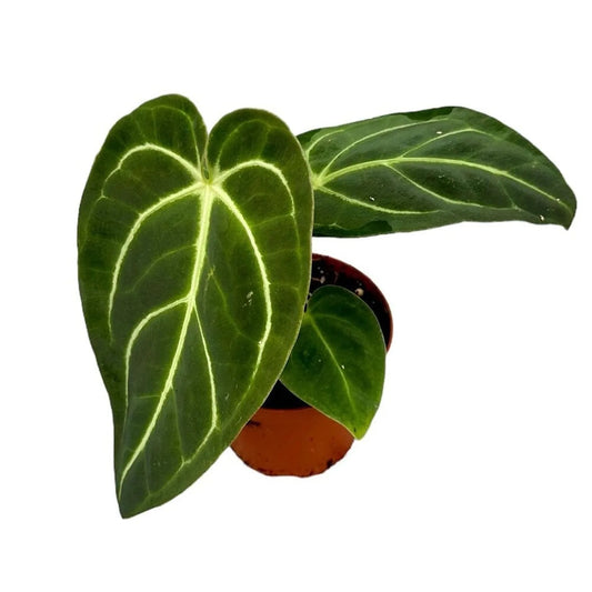 10cm Anthurium Regale House Plant 10.5 cm Pot