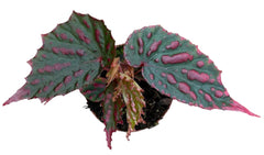 Begonia Mila's Miracle 8cm Pot 10cm Height House Plant