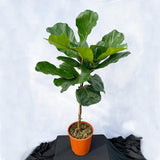 110 - 130cm Ficus Lyrata Tree  Fiddle Leaf Fig 24cm Pot House Plant