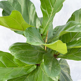 110 - 130cm Ficus Lyrata Tree Fiddle Leaf Fig 24cm Pot House Plant House Plant