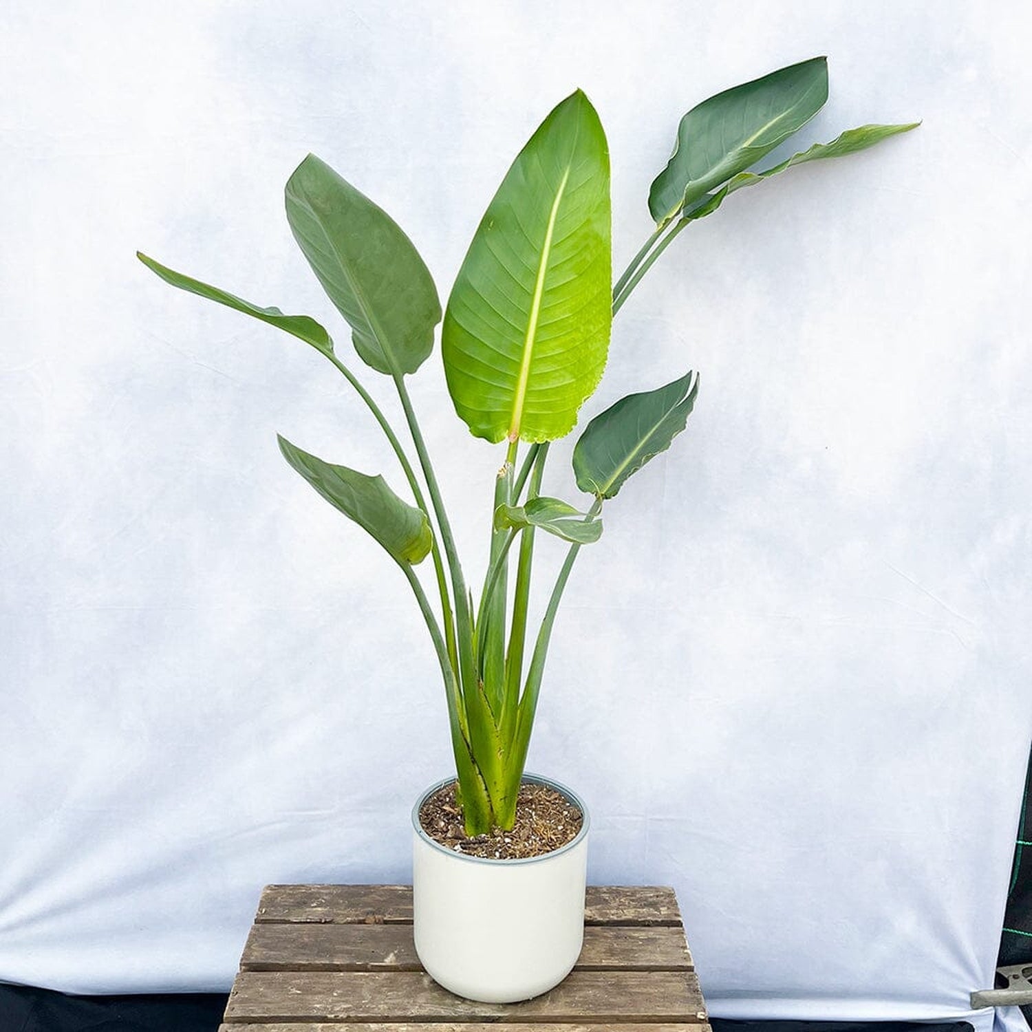 110 - 130cm Strelitzia Reginae Bird of Paradise 19cm Pot House Plant House Plant