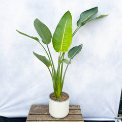 110 - 130cm Strelitzia Reginae Bird of Paradise 19cm Pot House Plant House Plant