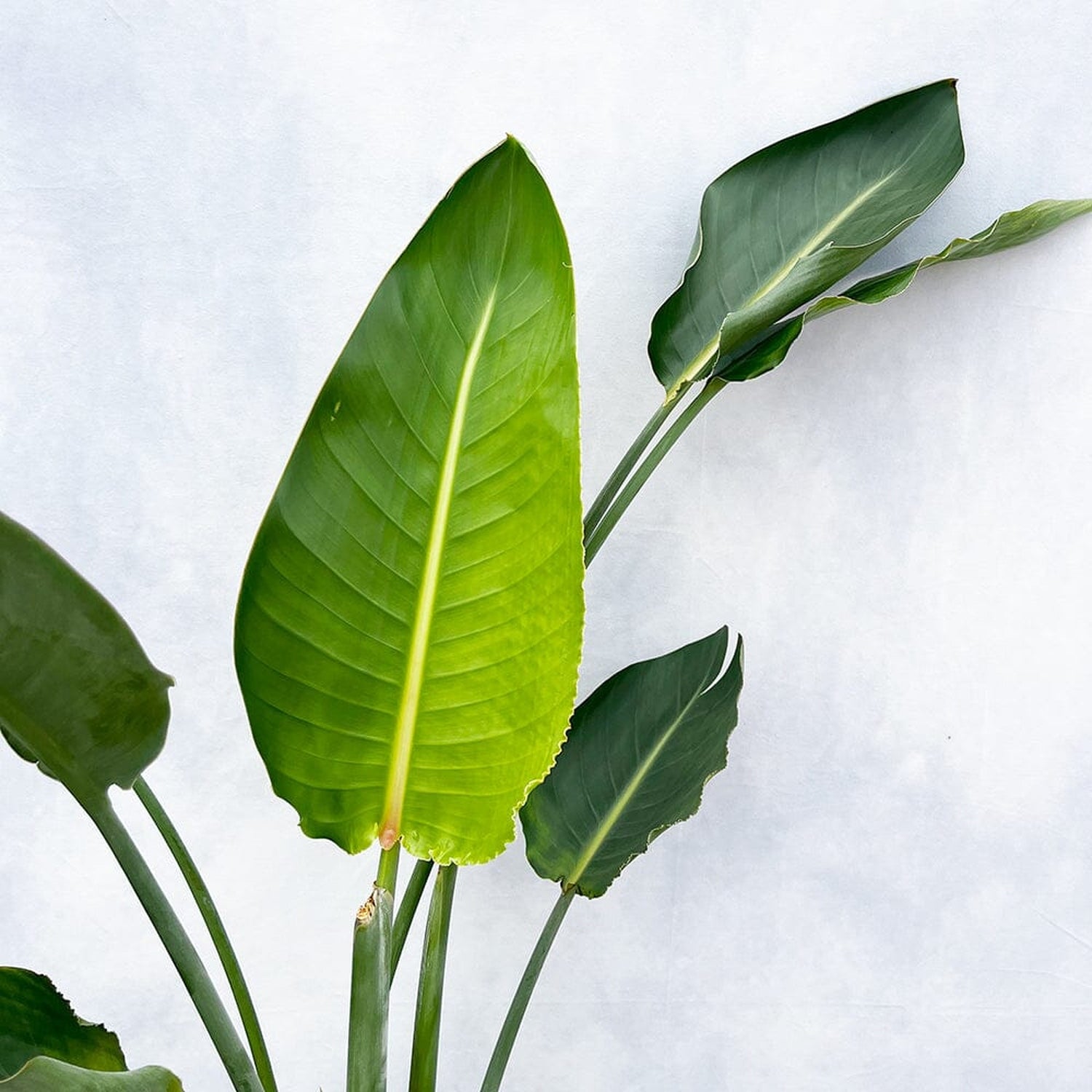 110 - 130cm Strelitzia Reginae Bird of Paradise 19cm Pot House Plant House Plant