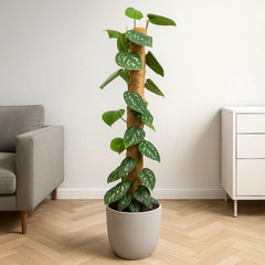 110 -130cm Epipremnum Pictus on Mosspole 24cm Pot House Plant