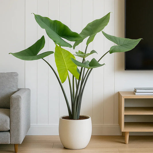 110 - 130cm Alocasia Black Stem XL Zebrina Elephant Ear 24cm Pot House Plant