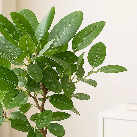 110 - 130cm Ficus Benghalensis Audrey with Twisted Stem XL Rubber Plant 24cm Pot House Plant