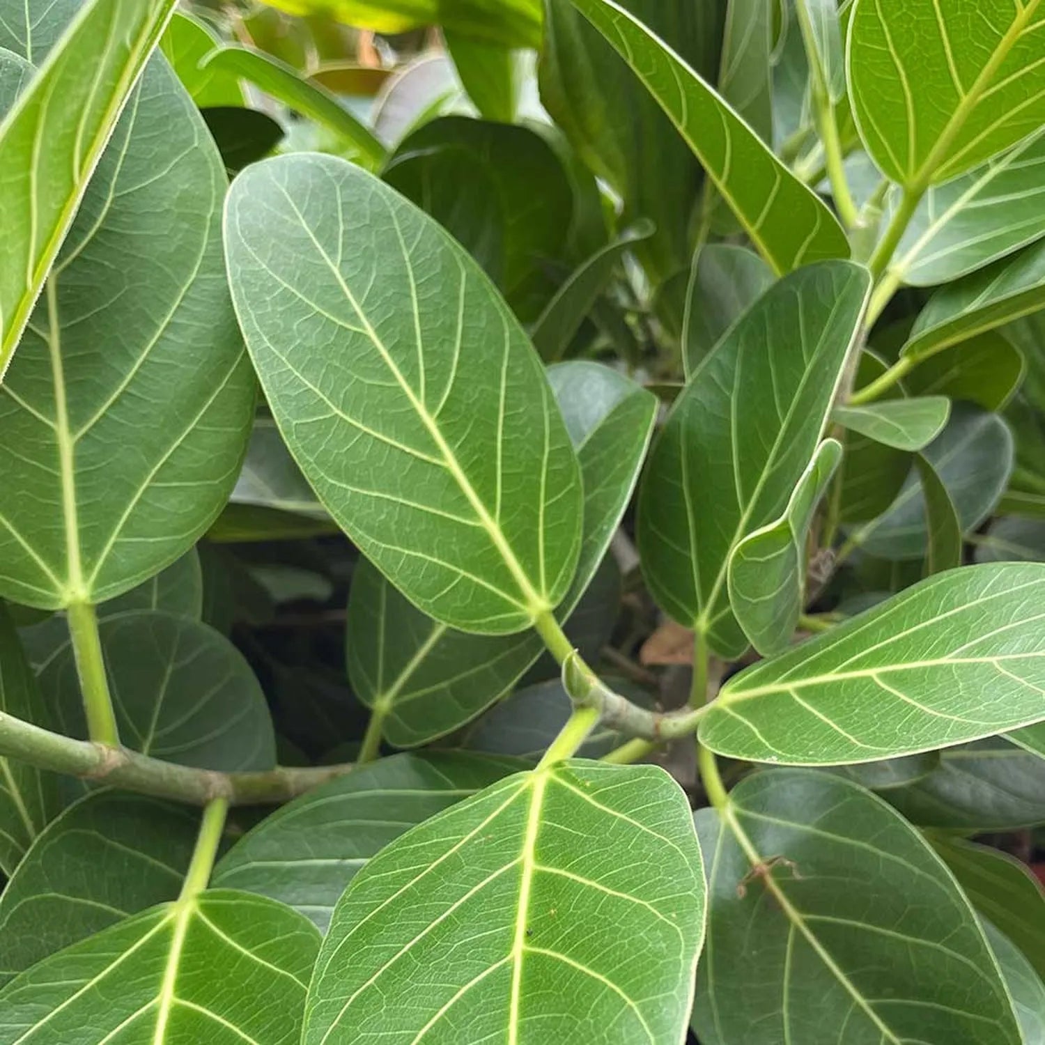 110 - 130cm Ficus Benghalensis Audrey with Twisted Stem XL Rubber Plant 24cm Pot House Plant