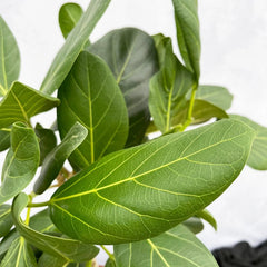 110 - 130cm Ficus Benghalensis Audrey with Twisted Stem XL Rubber Plant 24cm Pot House Plant