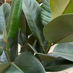 110 - 130cm Ficus Elastica Robusta Rubber Plant 24cm Pot House Plant