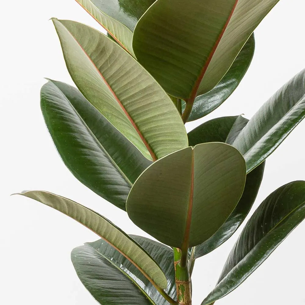 110 - 130cm Ficus Elastica Robusta Rubber Plant 24cm Pot House Plant