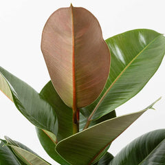 110 - 130cm Ficus Elastica Robusta Rubber Plant 24cm Pot House Plant