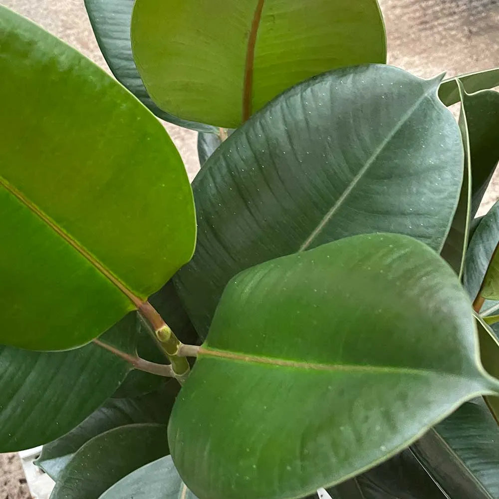 110 - 130cm Ficus Elastica Robusta Rubber Plant 24cm Pot House Plant