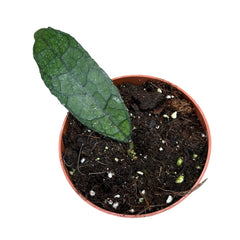 10 - 15cm Hoya Clemensiorum Dark Leaf House Plant 10,5 cm Pot